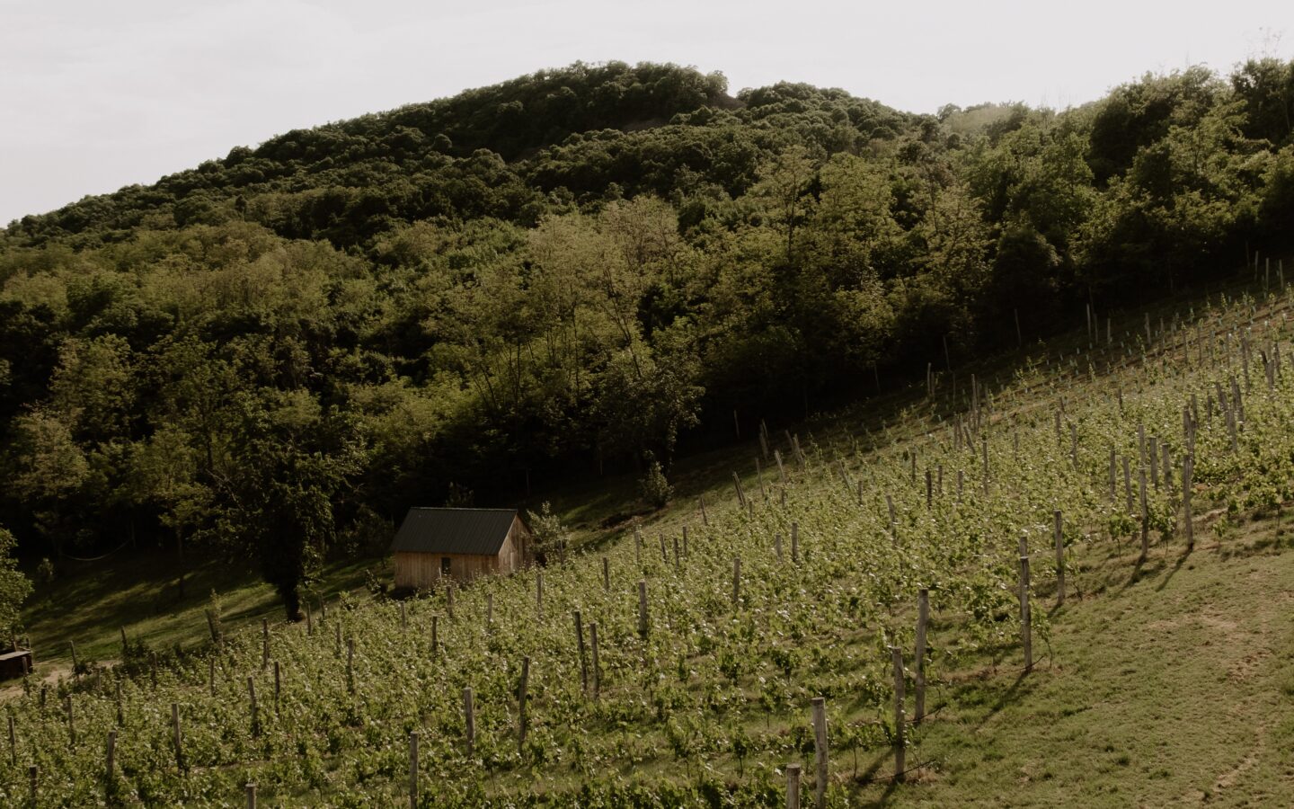 SazÜ Estate – Off-grid Lifestyle Brand & Vineyard Retreat At Lake Balaton Https://www.sazubalaton.com