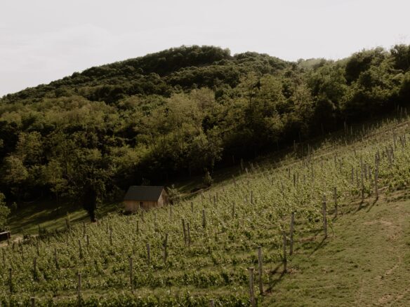SazÜ Estate – Off-grid Lifestyle Brand & Vineyard Retreat At Lake Balaton Https://www.sazubalaton.com