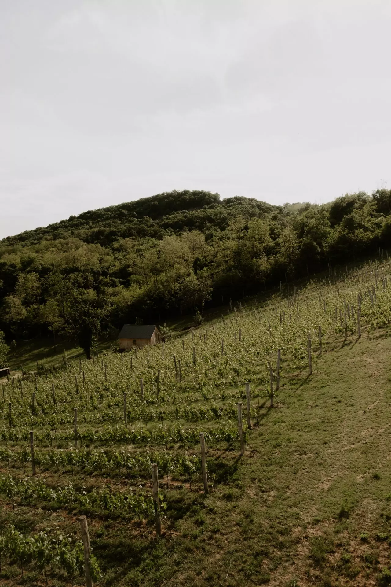 Vineyard Retreat Of 0 M² With Lake Balaton In SazÜ Estate
