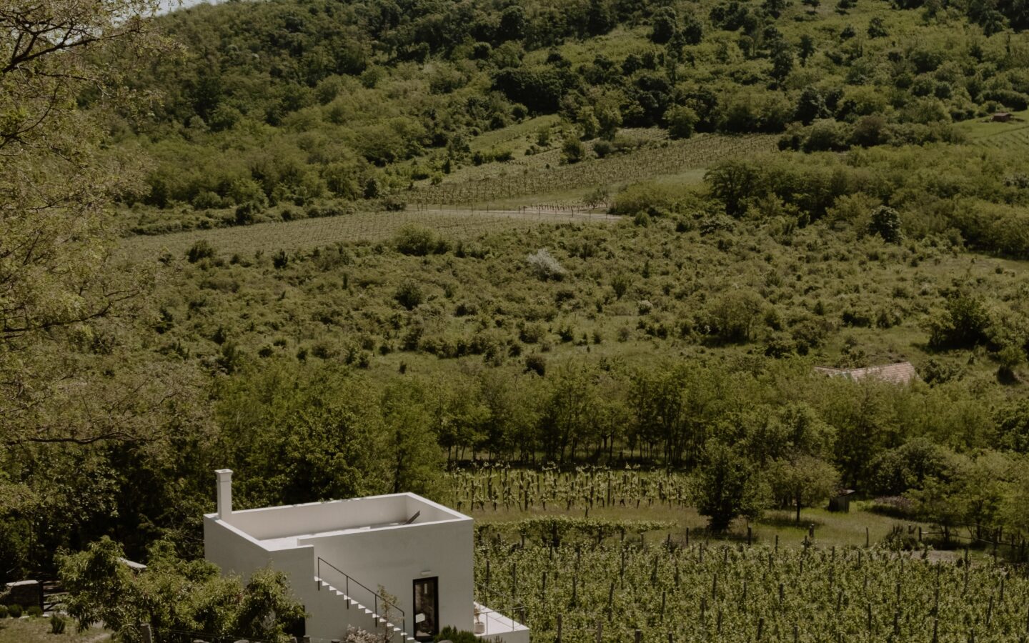 SazÜ Estate – Off-grid Lifestyle Brand & Vineyard Retreat At Lake Balaton Https://www.sazubalaton.com