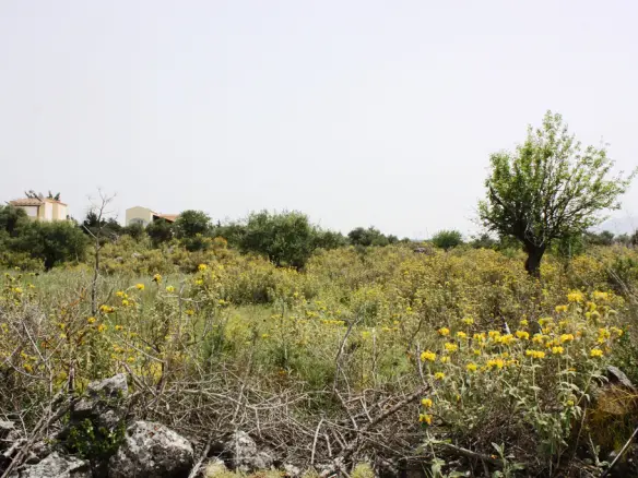 Land In Vamos, Greece