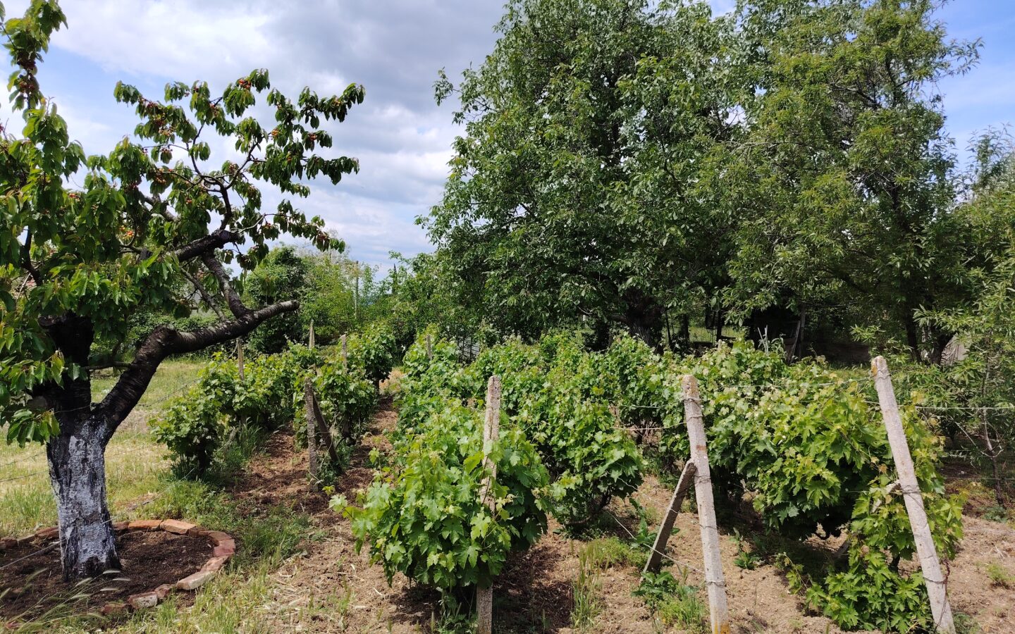 Authentic Property With Business Potential In Dalboki Village, Stara Zagora Region