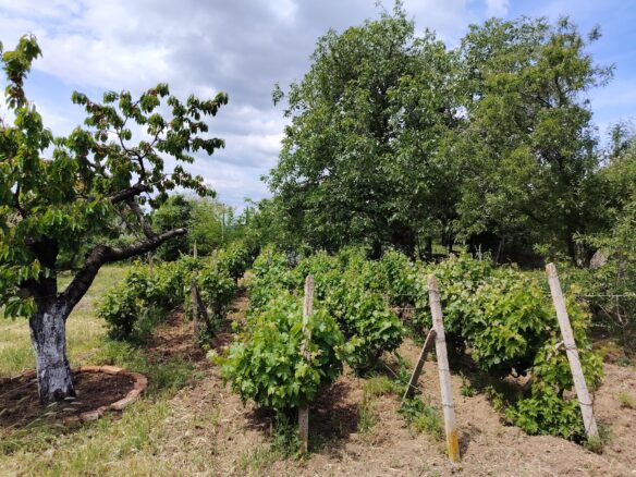 Authentic Property With Business Potential In Dalboki Village, Stara Zagora Region
