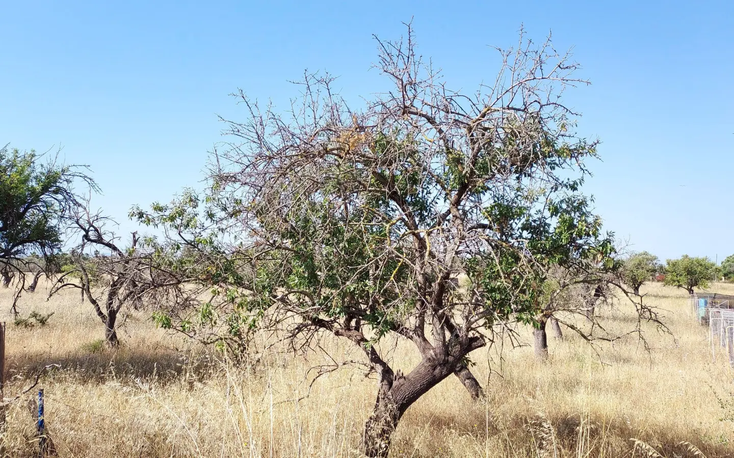 Land In Inca, Spain (4.574 M² Plot)