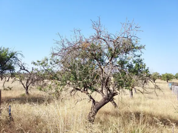 Land In Inca, Spain (4.574 M² Plot)