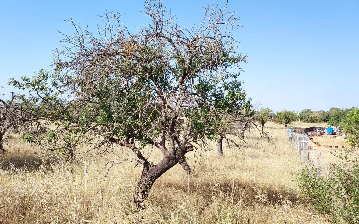 Land In Inca, Spain (4.574 M² Plot)