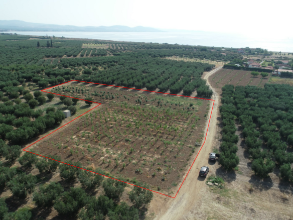Land Of 4811 M² In Chalkidiki