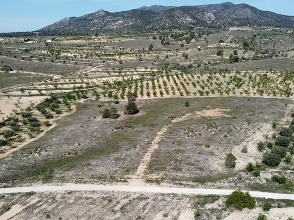 Land 0 M² In Pinoso, Spain