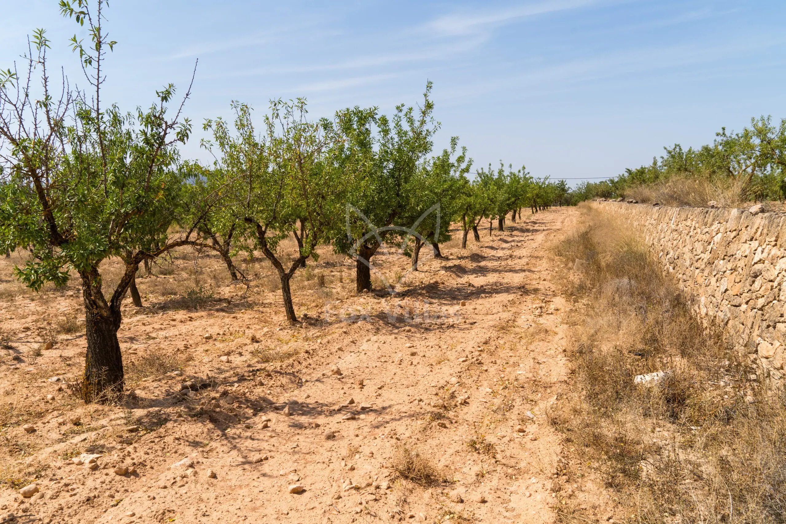 Land 0 M² In Pinoso, Spain