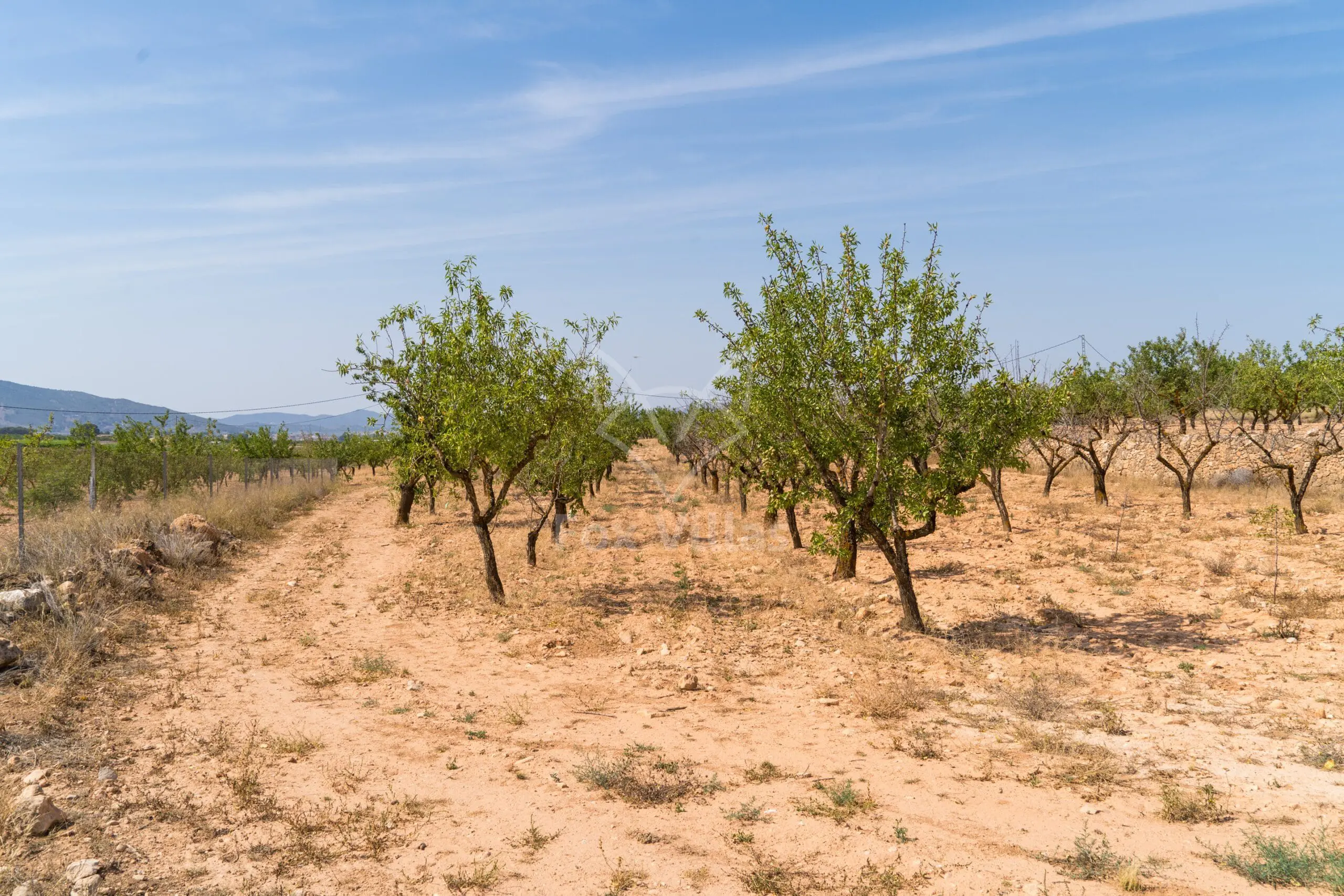 Land 0 M² In Pinoso, Spain