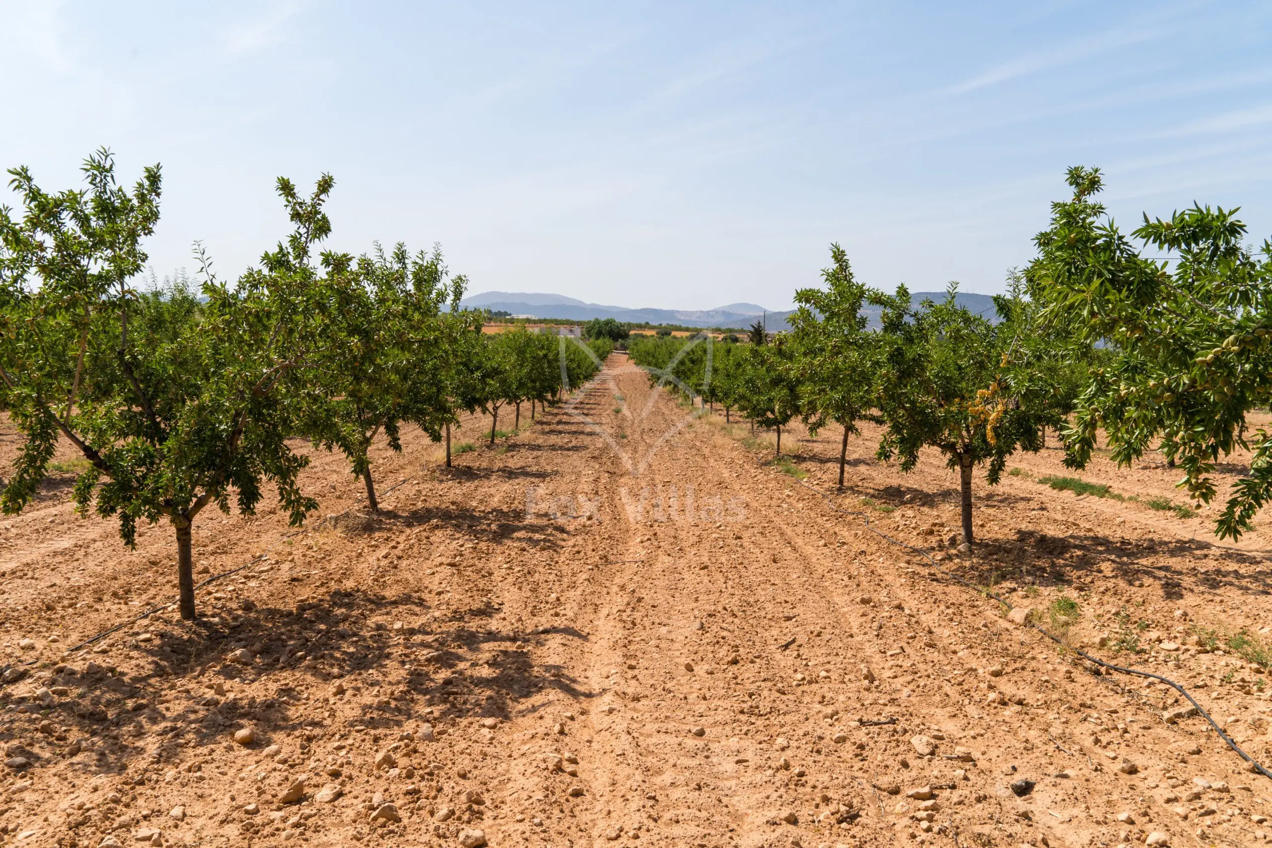 Land 0 M² In Pinoso, Spain