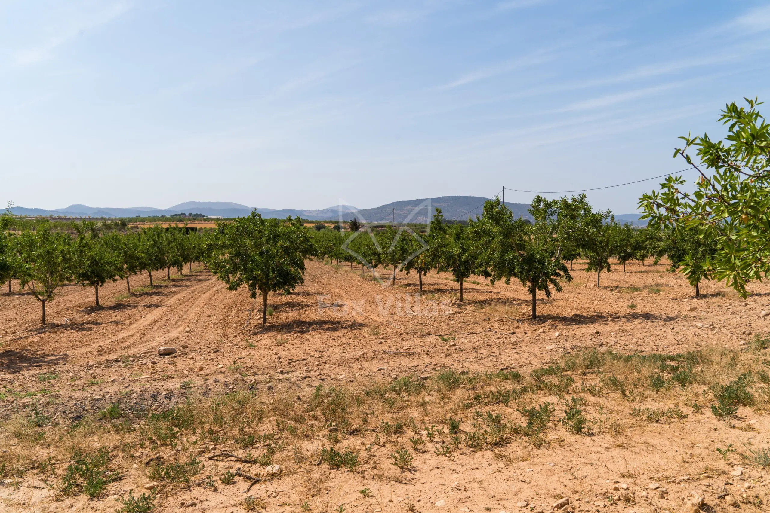 Land 0 M² In Pinoso, Spain