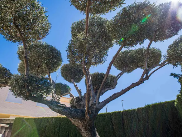 4-bedroom Detached Villa In Elda, Spain (258 M²)