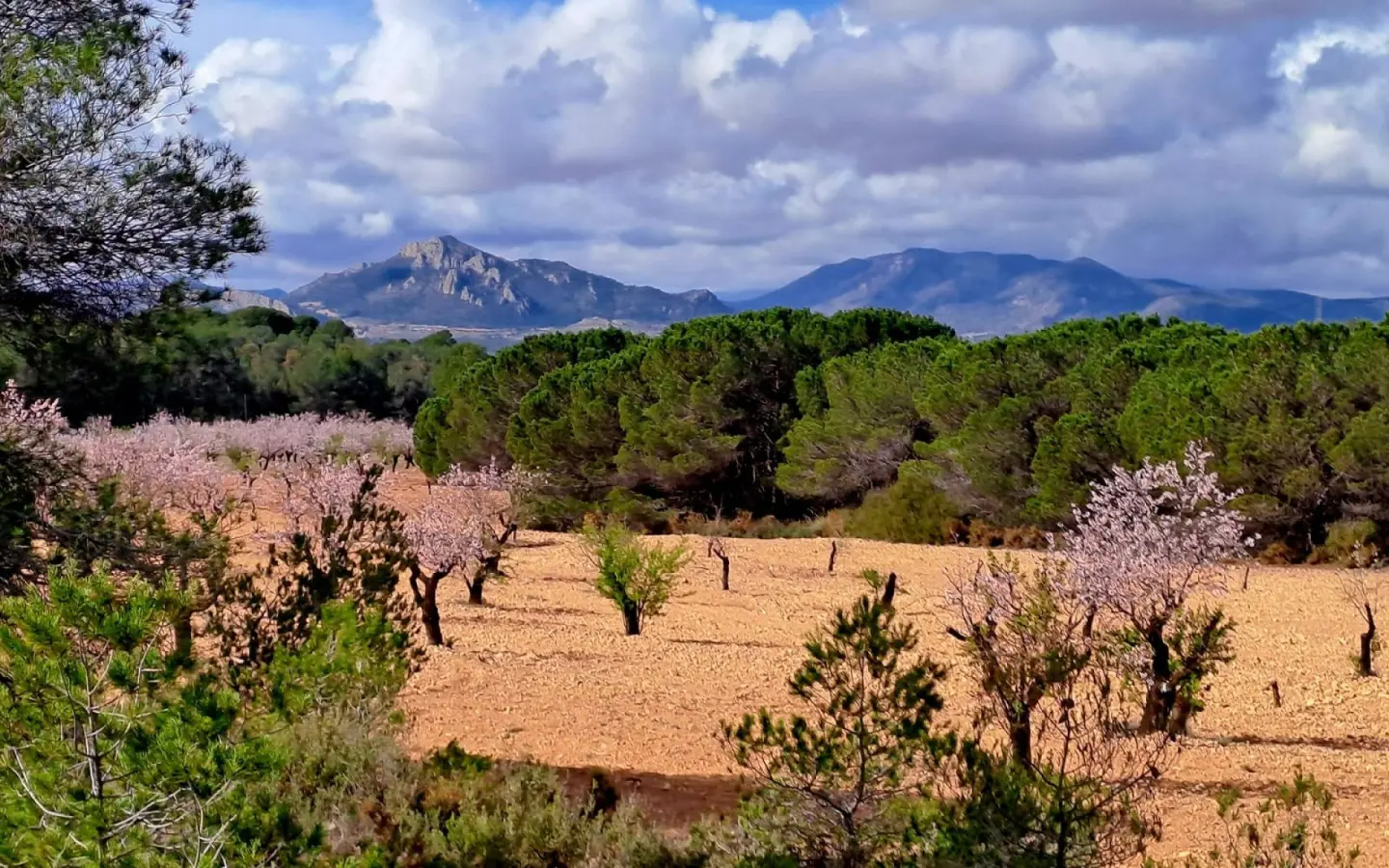 6-bedroom Country House In Sax, Spain (400 M²)
