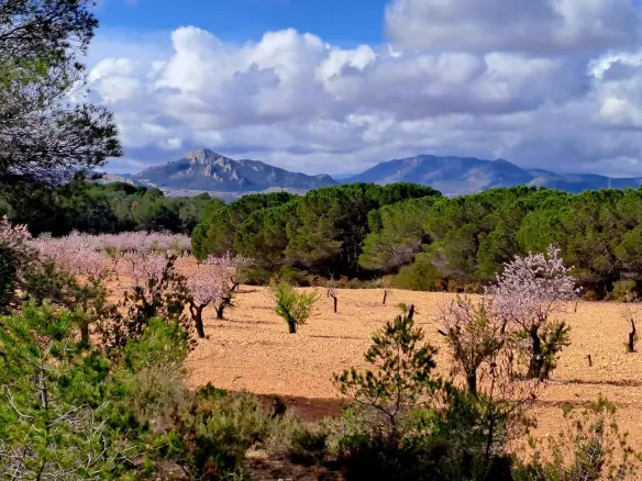 6-bedroom Country House In Sax, Spain (400 M²)