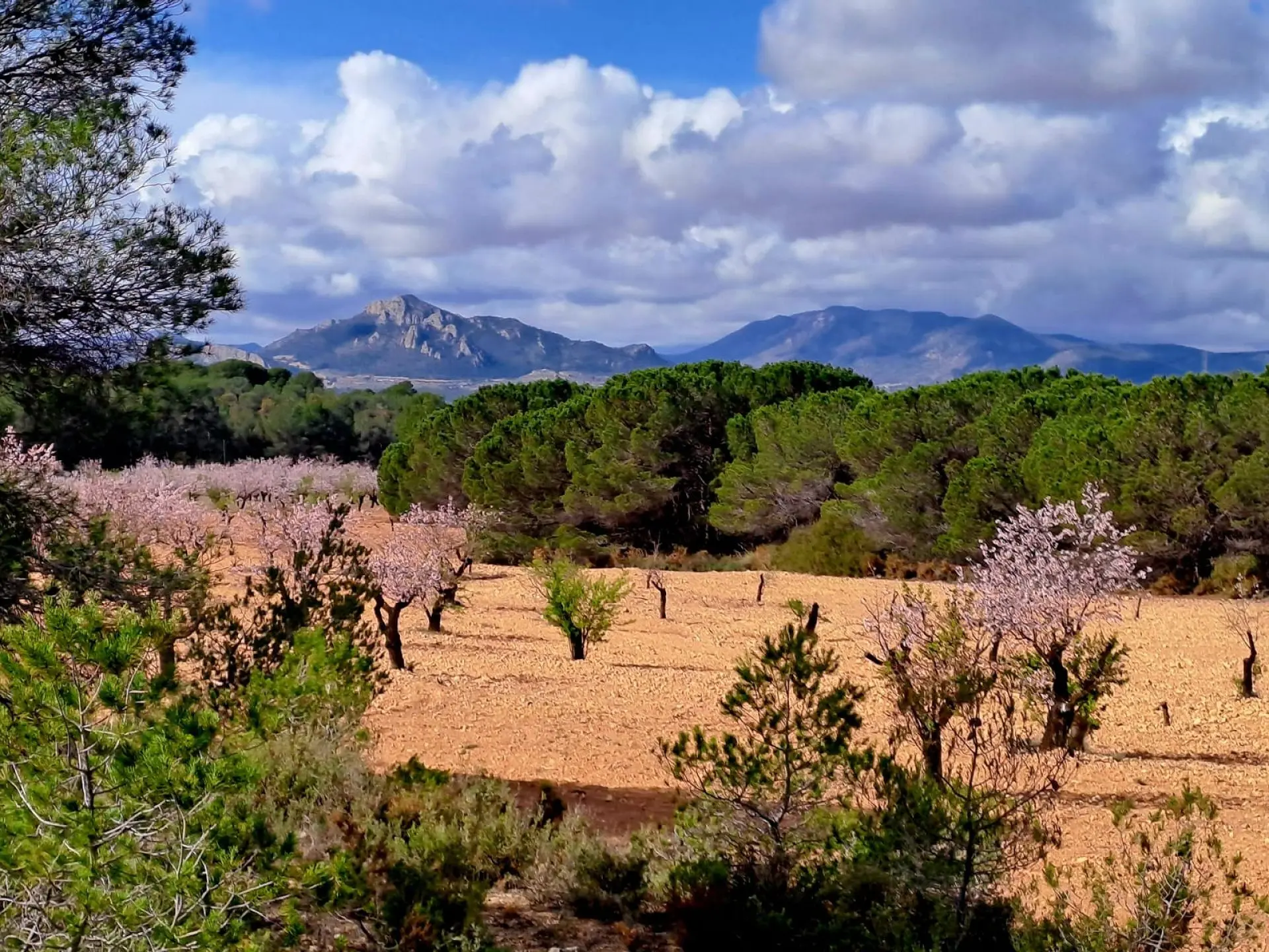 Country House Of 400 M² In Sax, Spain