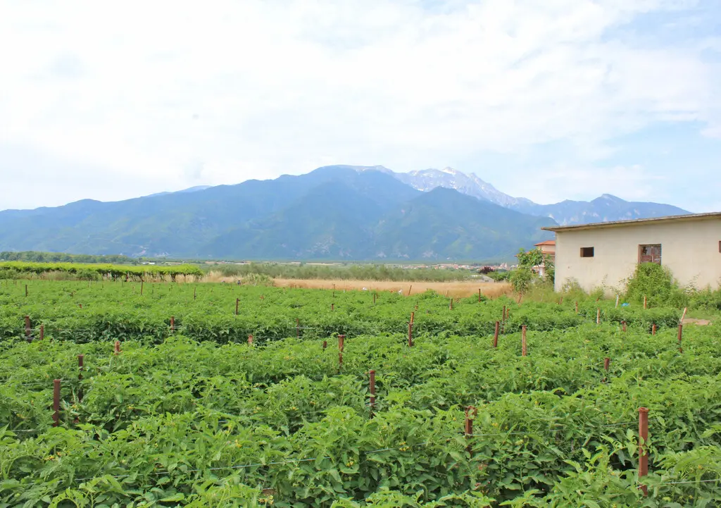 For Sale Land 8500 M² On The Olympic Coast
