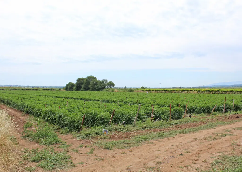 For Sale Land 8500 M² On The Olympic Coast