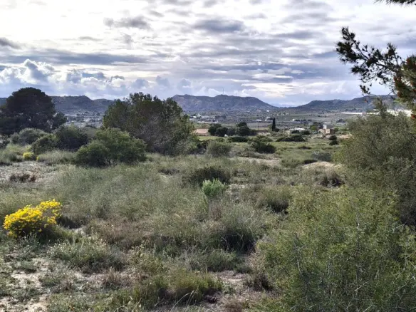 Country Land Of 0 M² In Elche, Spain