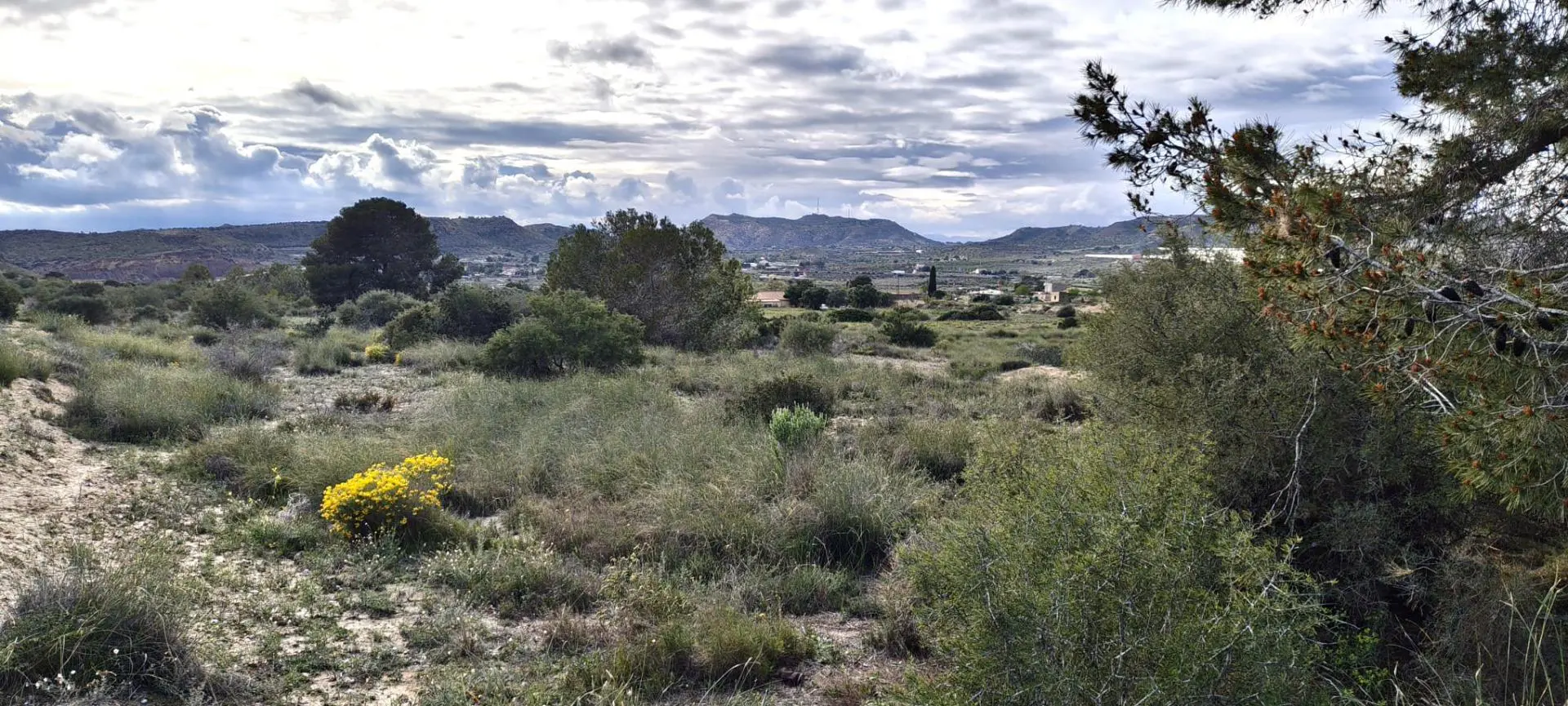 Country Land Of 0 M² In Elche, Spain