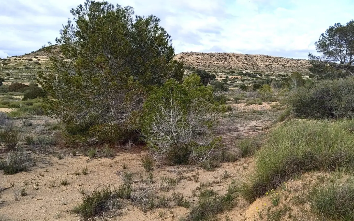 Land In Elche, Spain (6.000 M² Plot)