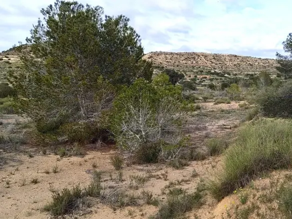 Land In Elche, Spain (6.000 M² Plot)
