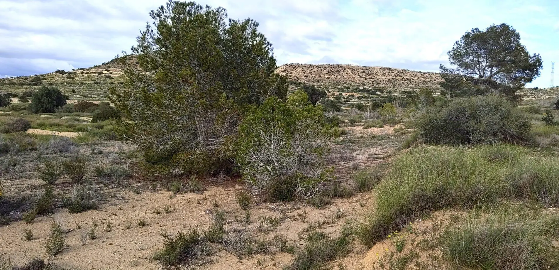 Country Land Of 0 M² In Elche, Spain