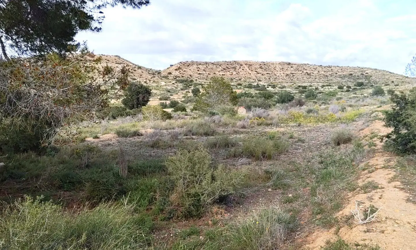 Land In Elche, Spain (6.000 M² Plot)