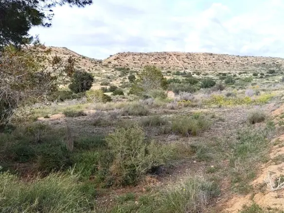 Land In Elche, Spain (6.000 M² Plot)