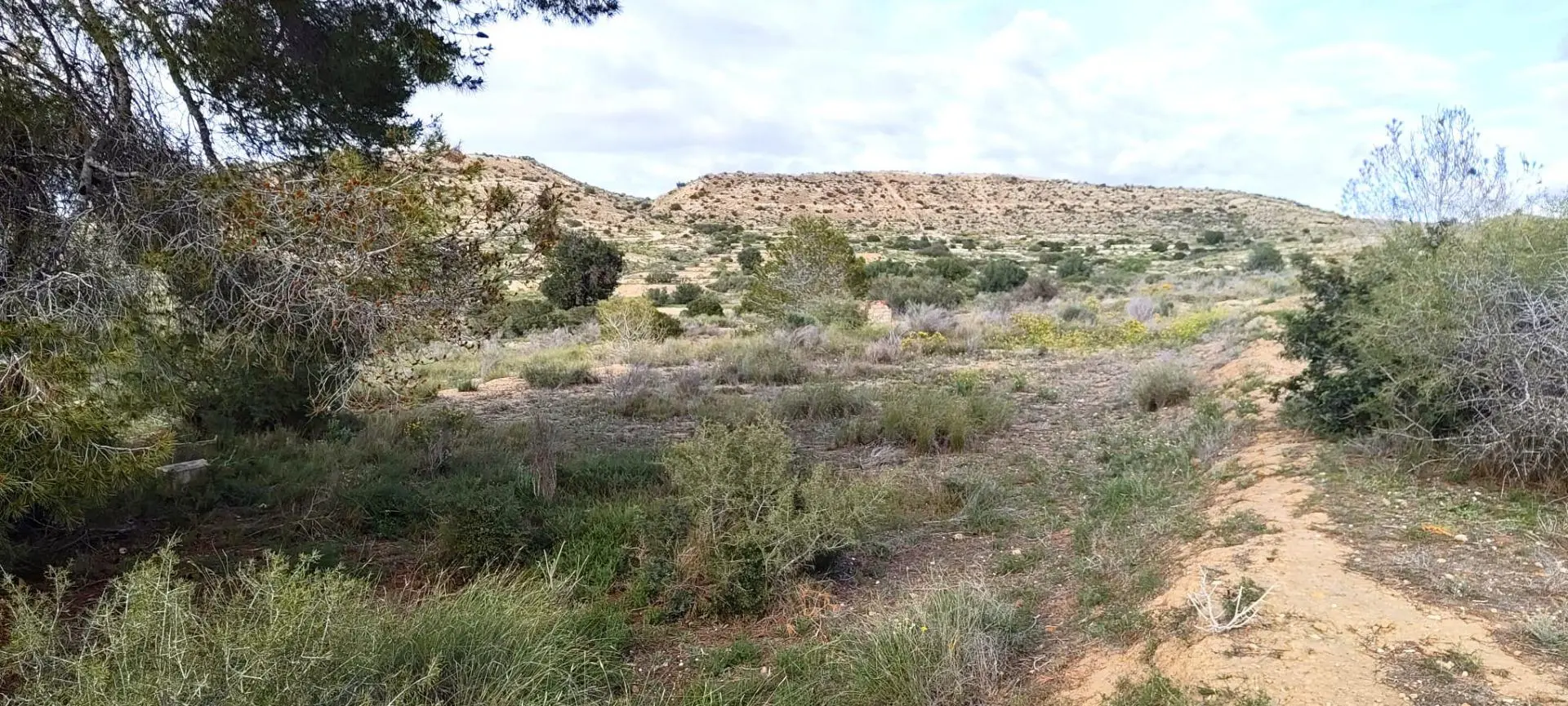Country Land Of 0 M² In Elche, Spain