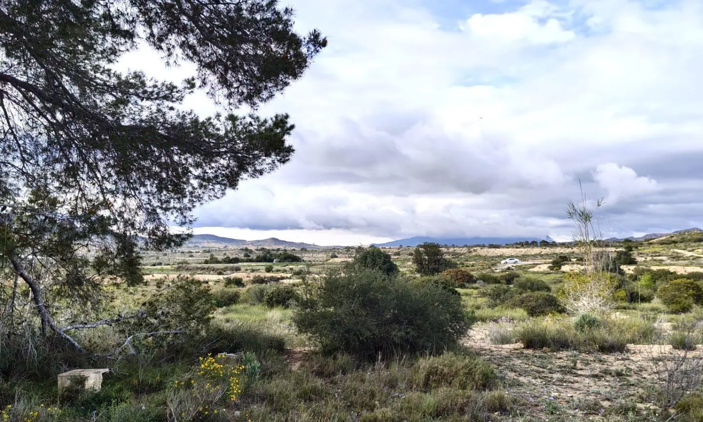 Land In Elche, Spain (6.000 M² Plot)
