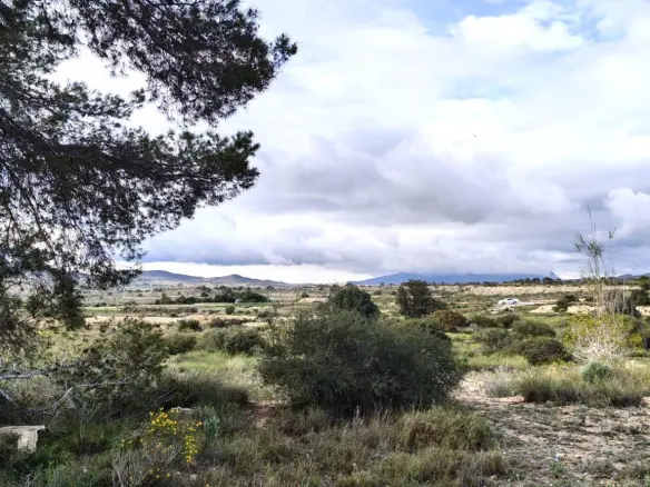 Land In Elche, Spain (6.000 M² Plot)