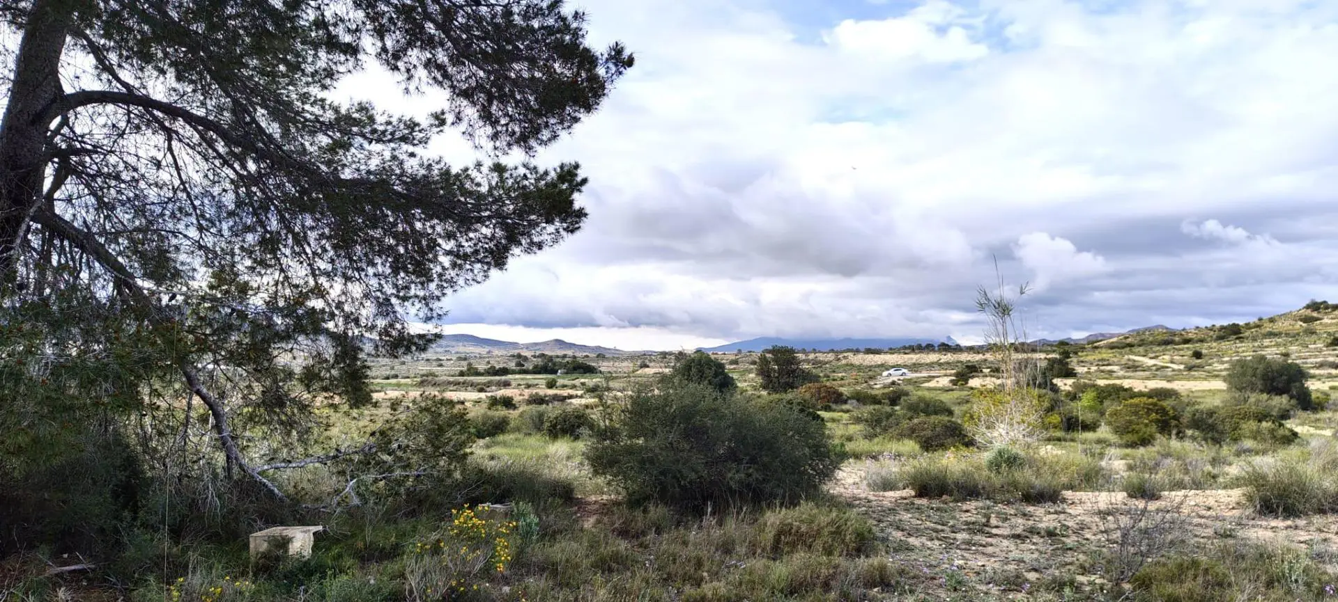 Country Land Of 0 M² In Elche, Spain