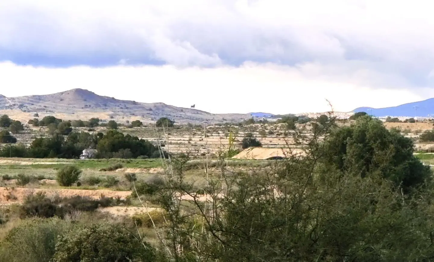 Land In Elche, Spain (6.000 M² Plot)
