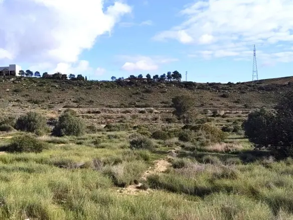 Land In Elche, Spain (6.000 M² Plot)