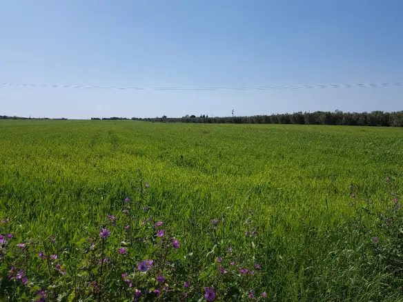 Land Of 16856 M² In Chalkidiki
