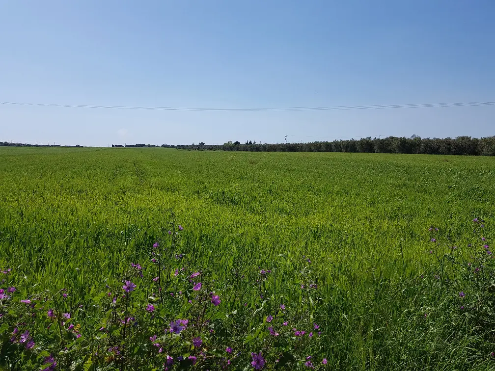 Land Of 16856 M² In Chalkidiki