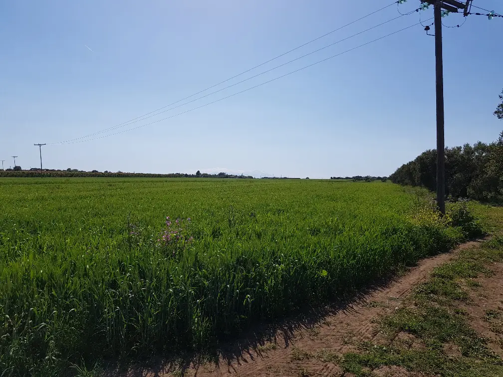 Land Of 16856 M² In Chalkidiki