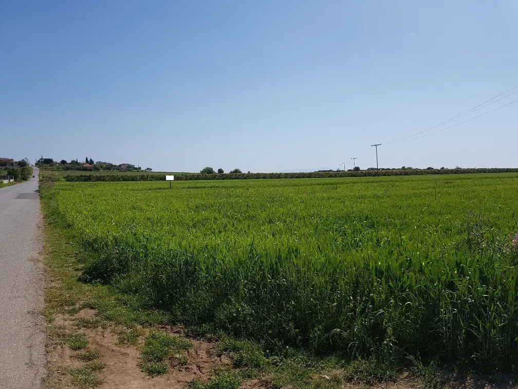 Land Of 16856 M² In Chalkidiki
