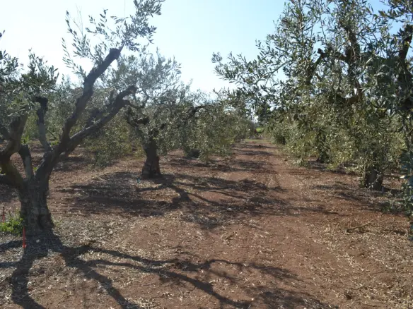 Land Of 5000 M² In Chalkidiki