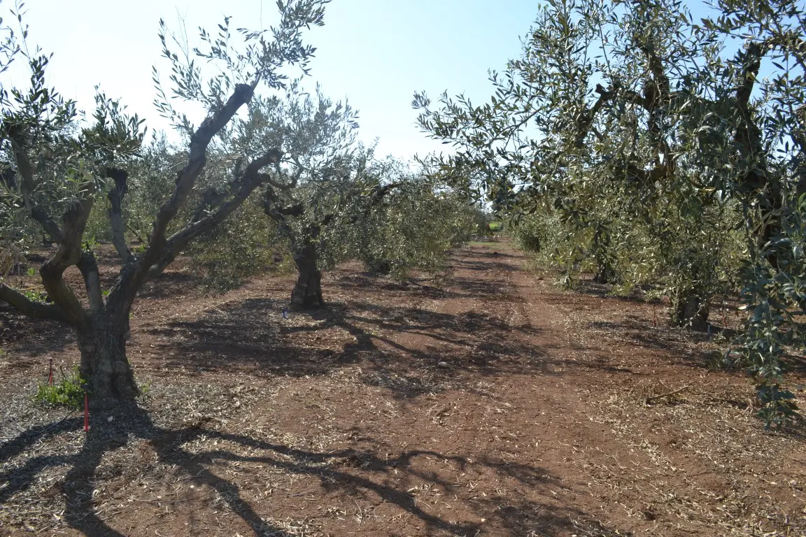 Land Of 5000 M² In Chalkidiki