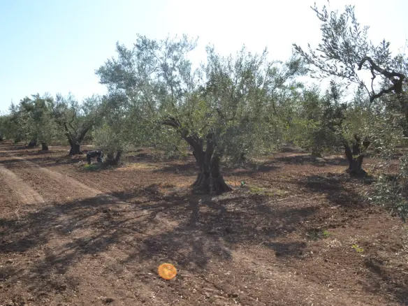 Land Of 5000 M² In Chalkidiki