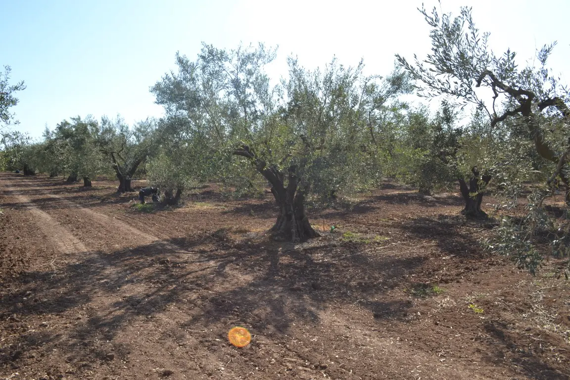 Land Of 5000 M² In Chalkidiki