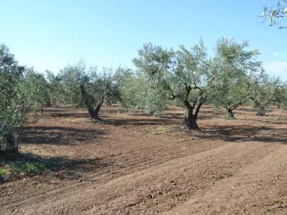 Land Of 5000 M² In Chalkidiki