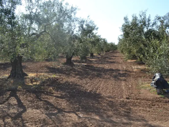 Land Of 5000 M² In Chalkidiki
