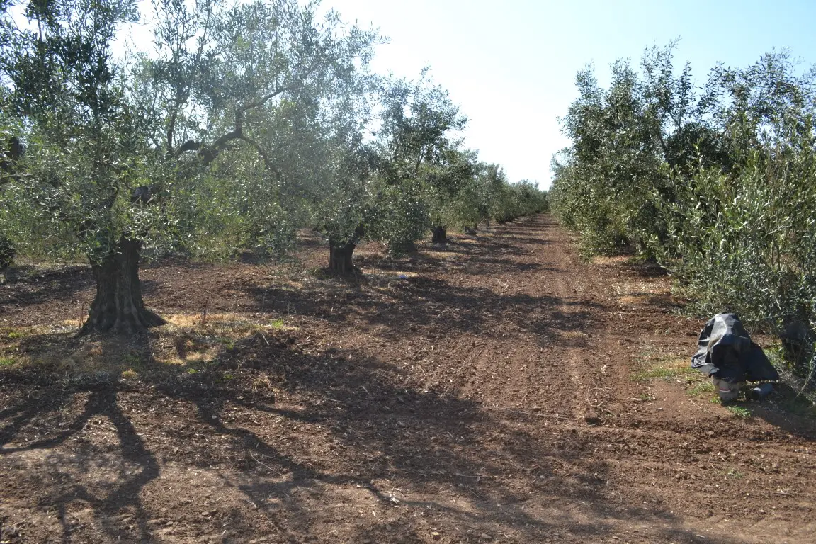 Land Of 5000 M² In Chalkidiki