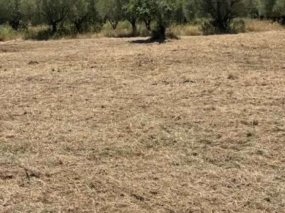 Land Of 1800 M² In Sithonia, Chalkidiki