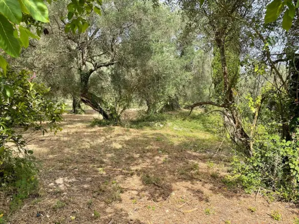 Land Of 5020 M² In Corfu