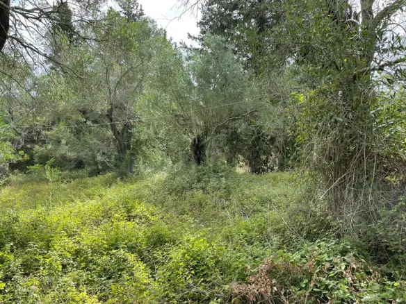 Land Of 5020 M² In Corfu