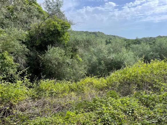 Land Of 5020 M² In Corfu